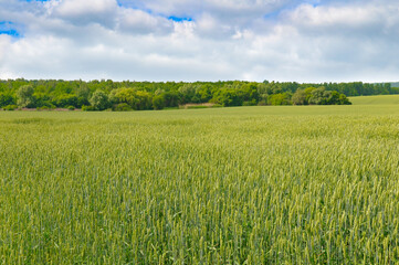 Wheat field and blue sky.