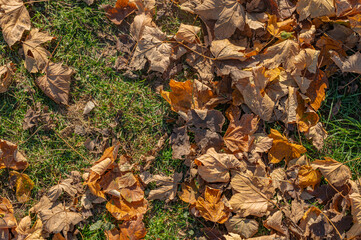 autumn background with dry and colorful leaves