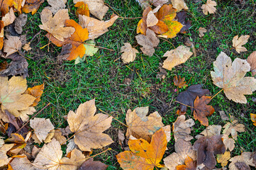autumn background with dry and colorful leaves