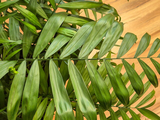 Fototapeta premium Green tropical leaves with a vibrant texture and rich color, creating a calming indoor atmosphere