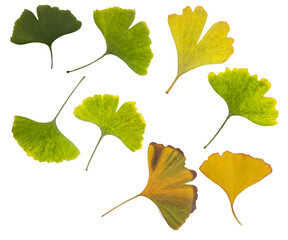 Some ginkgo leaves