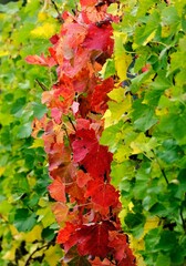 Weinberg im Herbst