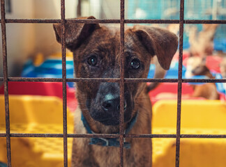 A hopeful shelter dog gazes through the bars of its kennel in a pet rescue facility looking for a...