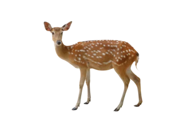 Gordijnen Spotted deer isolated on transparent background png file © Passakorn