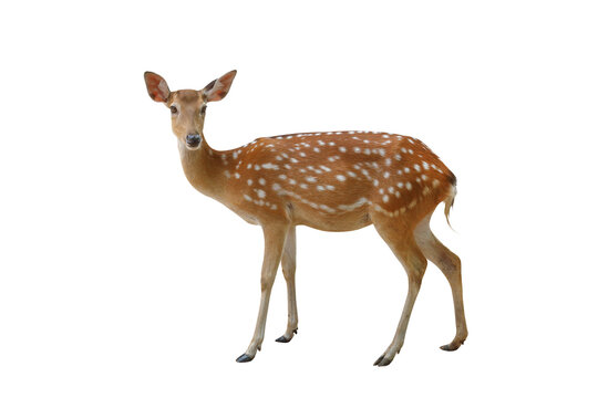 Spotted deer isolated on transparent background png file