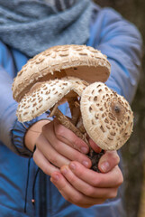 Mushrooms umbrellas in hands. Selective focus.