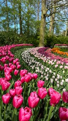 field of blooming tulips in the park