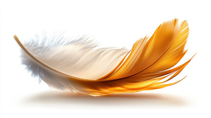 Obraz premium Softly lit feather in natural minimalism, showcasing delicate beauty