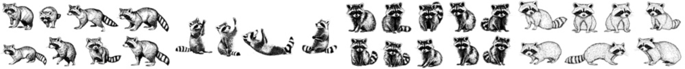 Naklejka premium Line art of racoons, racoons sketch illustration ink