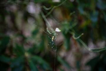 spider