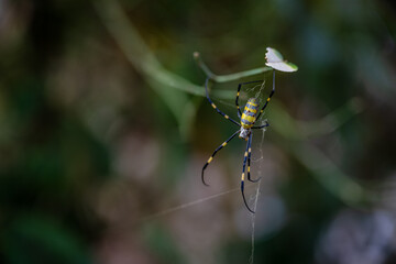 spider