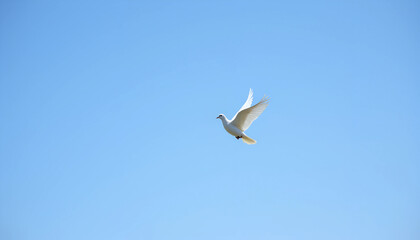 A white dove gracefully soars through a clear blue sky on a sunny day, embodying peace and freedom