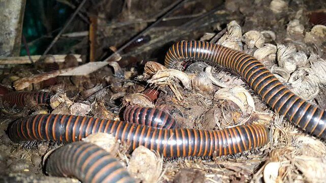 Archispirostreptus gigas, known as the giant African millipede or shongololo, is the largest extant species of millipede, growing up to 33.5 centimeters in length, 67 millimeters in circumference.