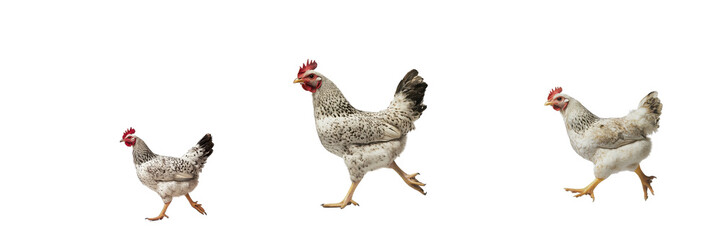 Fototapeta premium Set of a dynamic shot of a chicken mid-step, as if walking isolated on transparent background (2)