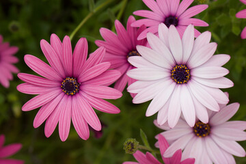 photographie en macrophotographie d'une fleur de marguerite bleu dans un jardin dans le sud de la france