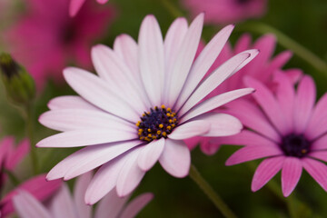 photographie en macrophotographie d'une fleur de marguerite bleu dans un jardin dans le sud de la france