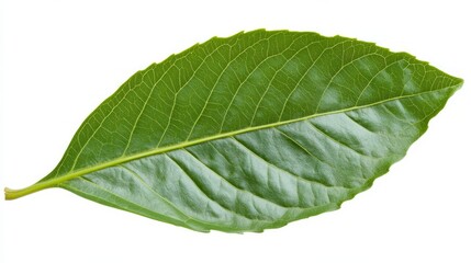 Fototapeta premium A thick green leaf