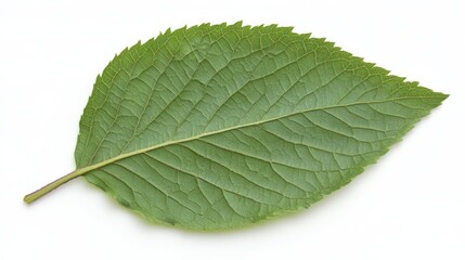 Obraz premium A thick green leaf