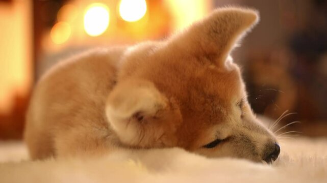 A lovely Akita dog is resting peacefully and comfortably by a warm fireplace, radiating comfort and tranquility