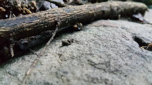 Brown grasshopper camouflaged on a rock. Perfect for a documentary on tropical rainforests and World Environment Day on June 5th.