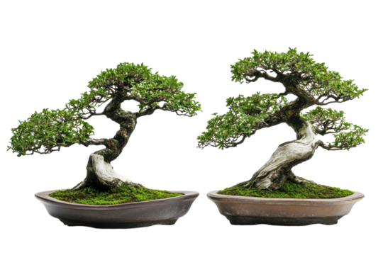 Bonsai Trees Elegant Zen Branches Isolated On Transparent Background on transparent background
