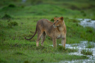 Lioness stands by water on flooded grassland