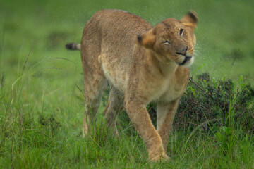 Lioness standing shaking water away from head