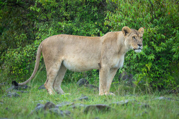 Lioness stands in rocky grassland watching camera