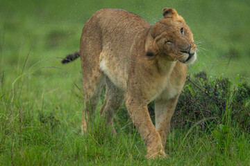Lioness standing shaking spray away from head