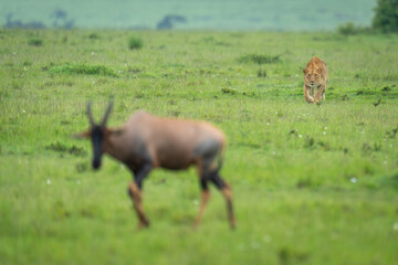 Lioness stalks topi in savannah lifting forepaw