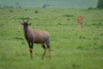 Lioness stalks topi in savannah staring intently