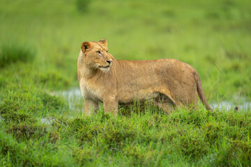 Lioness standing on grassy riverbank turning head