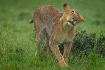 Lioness standing shaking off rain from head