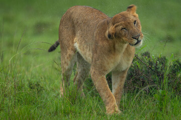 Lioness standing shaking rainwater away from head