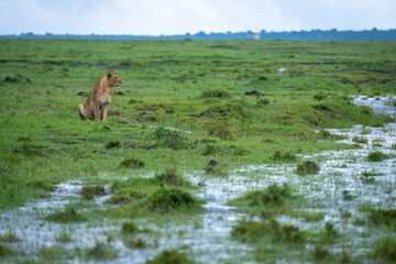 Lioness sits on short grass near puddles