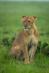 Lioness sits on grass in heavy rain
