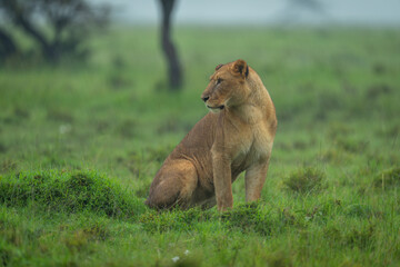 Lioness sits on grassland in pouring rain