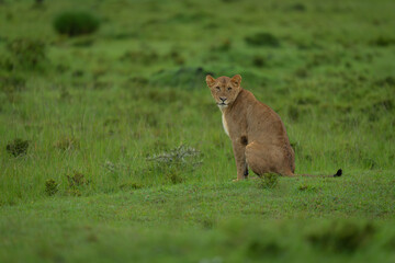 Lioness sits on grass looking towards camera