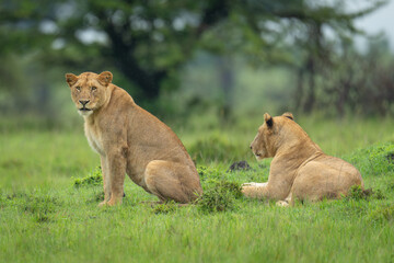 Lioness sits on grass near prone sister