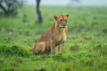 Lioness sits on savannah in pouring rain