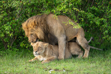 Naklejka premium Lioness lies with eyes closed while mating