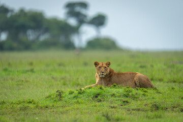 Lioness lies on grassy mound turning head