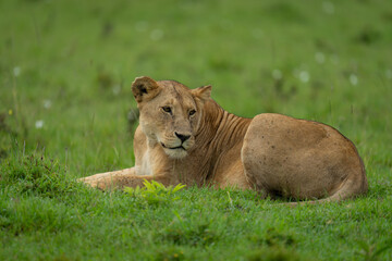 Lioness lies on short grass looking back