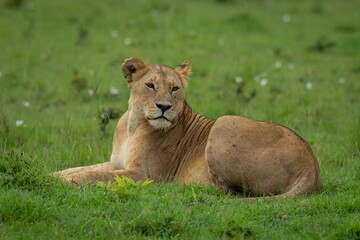 Lioness lies on short grass turning head