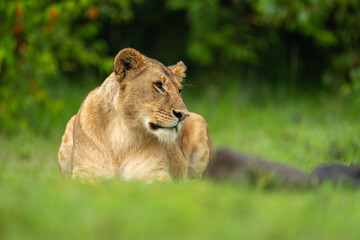 Lioness lies on short grass cocking head