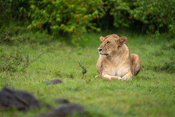 Lioness lies on short grass by bushes