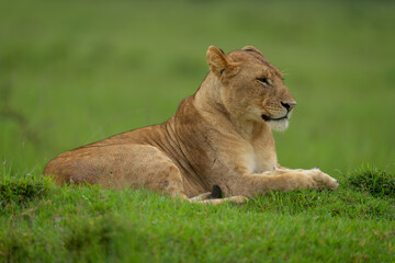 Lioness lies on grassy mound staring ahead