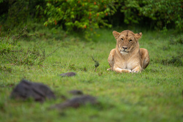 Lioness lies on short grass near bushes