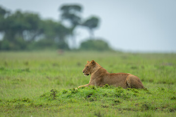 Lioness lies on grassy mound near trees