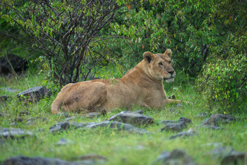 Lioness lies on rocky grassland turning head